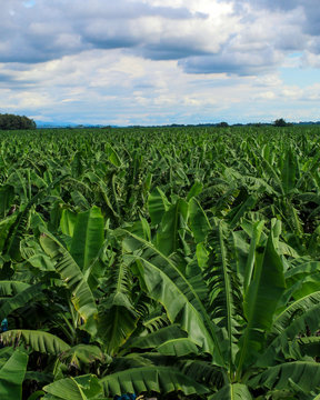 Plantaci&oacute;n de banano