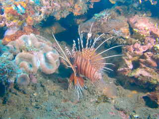lionfish turning to face the camera at the liberty shipwreck on bali