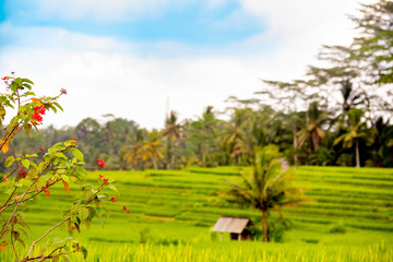 Fototapeta na wymiar Rice fields near Ubud, Bali, Indonesia 