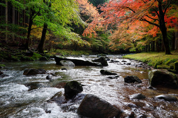 Fototapeta na wymiar 紅葉の渓流