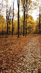 autumn in the forest