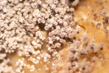 Rhizopus is a genus of common saprophytic fungi.