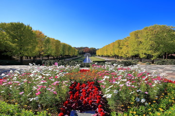 秋の昭和記念公園