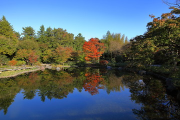 日本庭園の紅葉