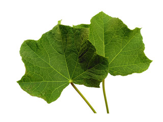 Green leaf or green leaves on white background. Ricinus communis leaf Isolated on white background.