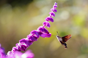 アメジストセージとホウジャク