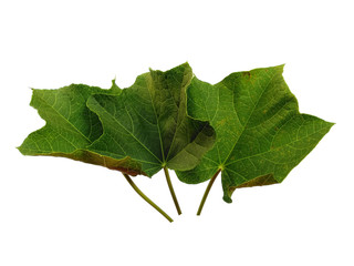 Green leaf or green leaves on white background. Ricinus communis leaf Isolated on white background.