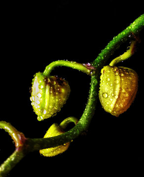 orchid buds in dewdrops on a black background. unopened orchid buds. exotic flowers. branches of orchids