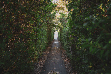 Obraz premium 散歩道