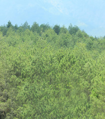 green forest and blue sky
