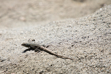 lizard on rock