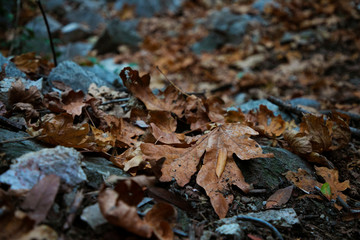 autumn leaves on ground