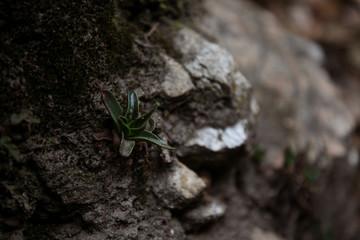 small plant growing on rock