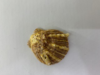Golden coated shells with white background