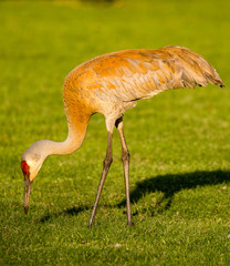 Sandhill Crane (Grus canadensis) looking for food in April