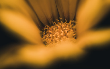 closeup of a flower