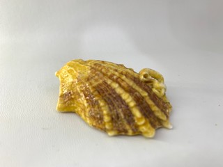 Golden coated shells with white background