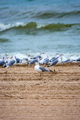 Ring-billed gull (Larus delawarensis) facing a different direction