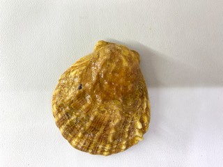 Golden coated shells with white background