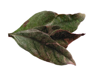 Fototapeta premium Tree with green leaves. Green leaf on white background.