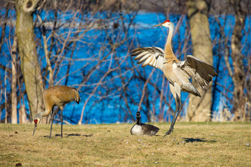 Pair of sandhill cranes (grus canadensis) doing a mating dance and eating