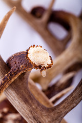 Multiple white-tailed deer antler sheds from Wisconsin