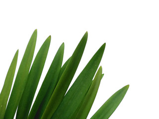 Green leaf or green leaves on white background. Lilium leaf or Lily leaves Isolated on white background.