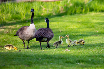 Family of wild geese with two goslings talking and the rest eating