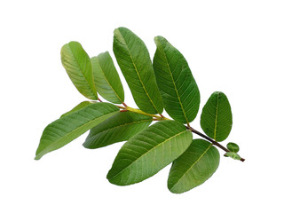 Green leaf or green leaves on white background. Psidium guajava leaf or guava leaves Isolated on white background.