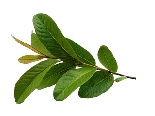 Green leaf or green leaves on white background. Psidium guajava leaf or guava leaves Isolated on...