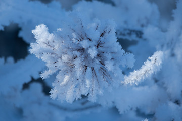 Hoar Frost on Pine Needles
