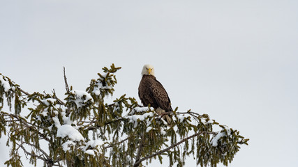 An American Bald Eagle perched on a snow capped conifer.