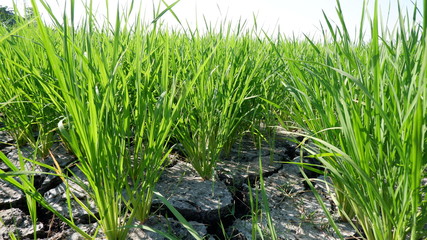 Obraz premium rice growing even arid