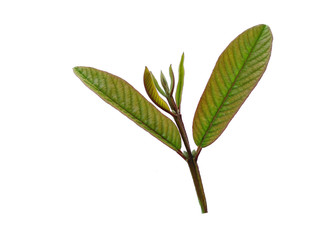 Green leaf or green leaves on white background. Psidium guajava leaf or guava leaves Isolated on...