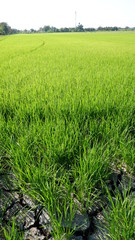 Obraz premium rice field in green