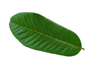 Green leaf or green leaves on white background. Psidium guajava leaf or guava leaves Isolated on white background.
