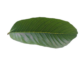 Green leaf or green leaves on white background. Psidium guajava leaf or guava leaves Isolated on white background.