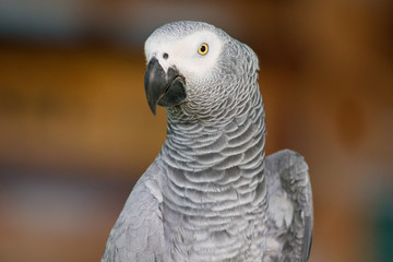portrait of a parrot