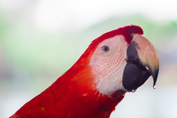 portrait of a parrot