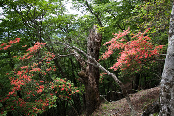 鷹ノ巣山、朽ち木と赤い花