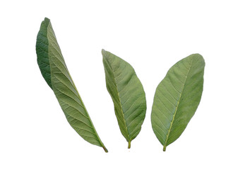 Green leaf or green leaves on white background. Psidium guajava leaf or guava leaves Isolated on white background.