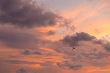 Fototapeta na wymiar Seagull flying in the caribbean sky