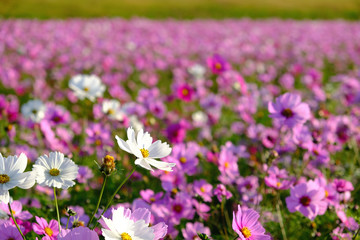 コスモス畑の白い花
