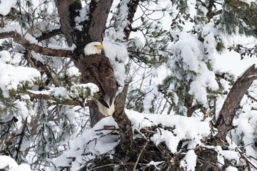 An American Bald Eagle perched in the snow above its nest.
