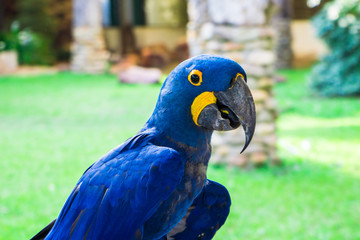 blue and yellow macaw