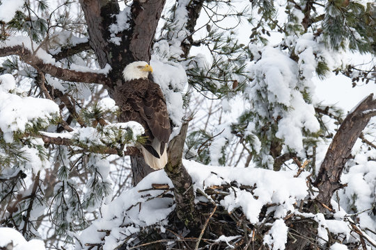An American Bald Eagle perched in the snow above its nest.