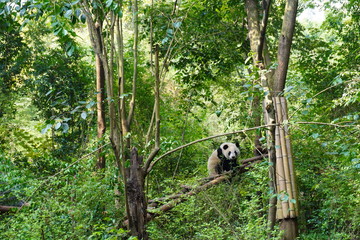 Giant panda climbing up to the tree and having a peaceful moment there.The giant panda, also known as panda bear or simply panda, is a bear native to south central China.