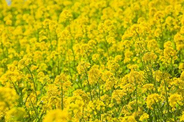 池田湖周辺の菜の花	