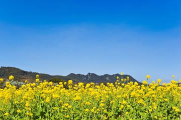 Fototapeta premium 池田湖周辺の菜の花 