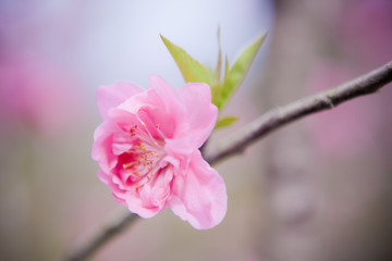 Obraz premium ピンクの花桃